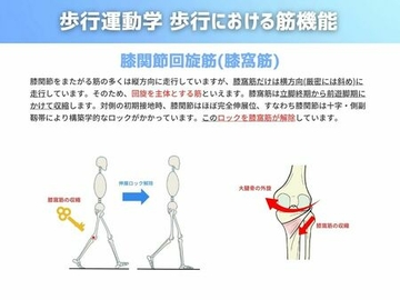 歩行運動学 歩行における筋機能編