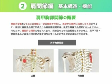 ［肩甲胸郭関節］