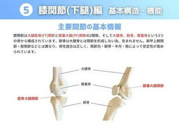 ［膝関節］