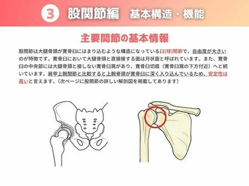 ［股関節］