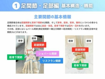 ［足関節・足部］